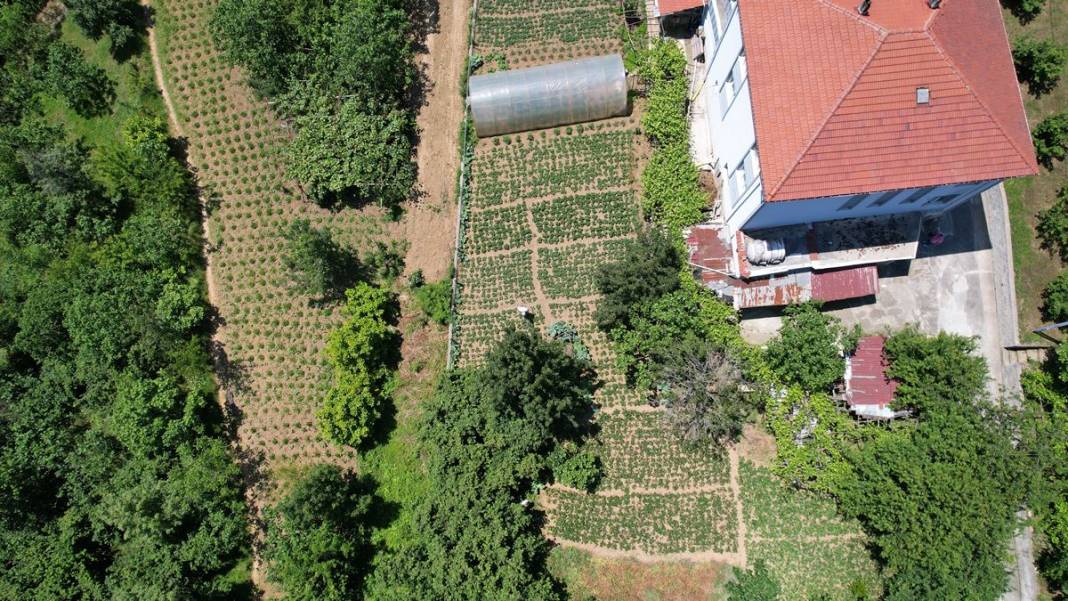 Bu yıl adeta topraktan fışkırıyor, kapış kapış satılıyor! Osmanlı sultanları bu meyve olmadan sofraya oturmazdı 14